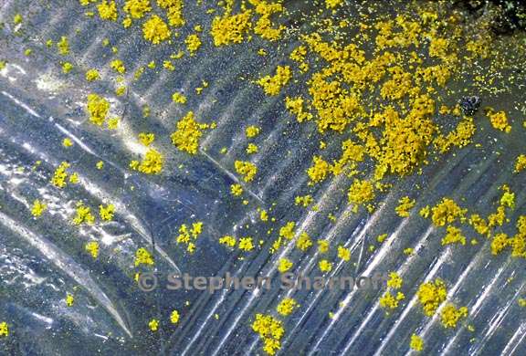 lichens on plastic graphic